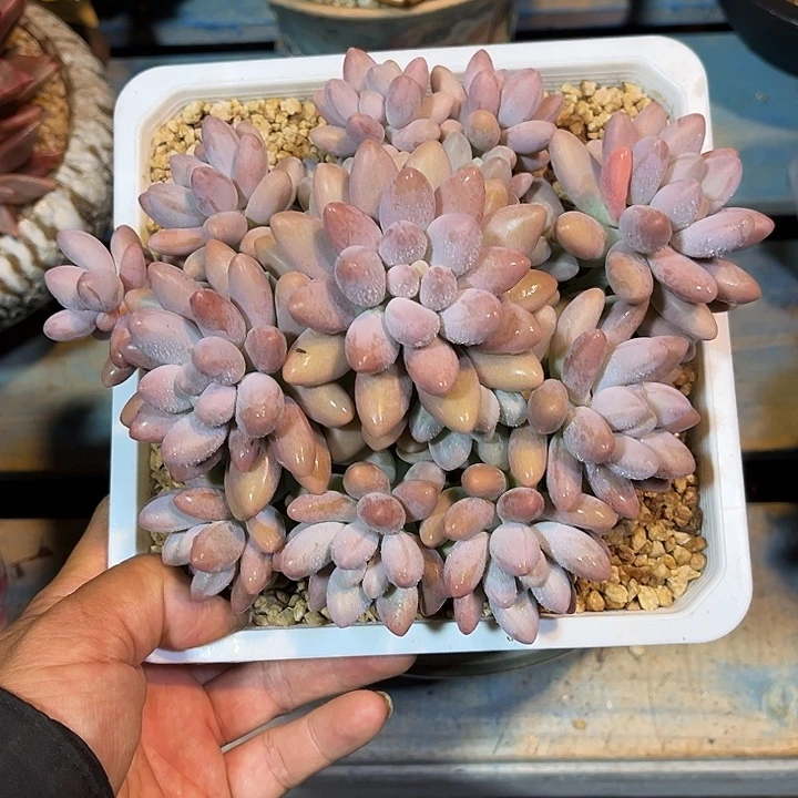 多肉植物一物一拍