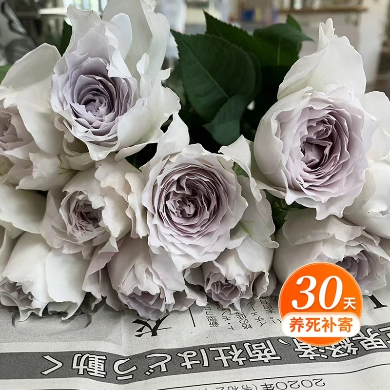 天狼月季 加百列  月季盆栽河本纯子日月多季丰花植物玫瑰