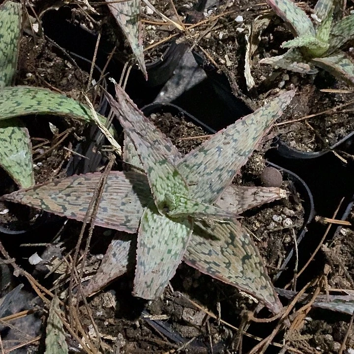 完美主义者勿拍园艺芦荟