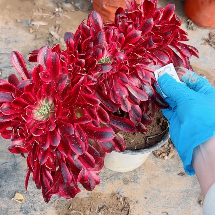 196美杜莎多肉一样