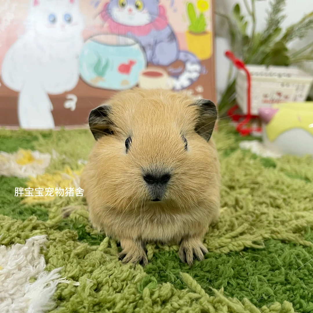 圆圆包子脸黄加州弟弟 鼻头包发黑 背上有旋 顺丰包邮