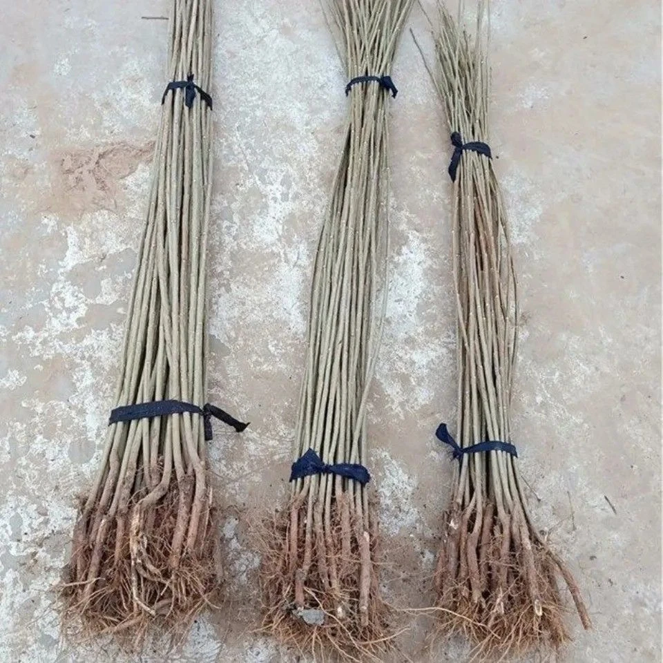 3804无絮速生杨，六年成才，成活率高，耐寒，耐旱