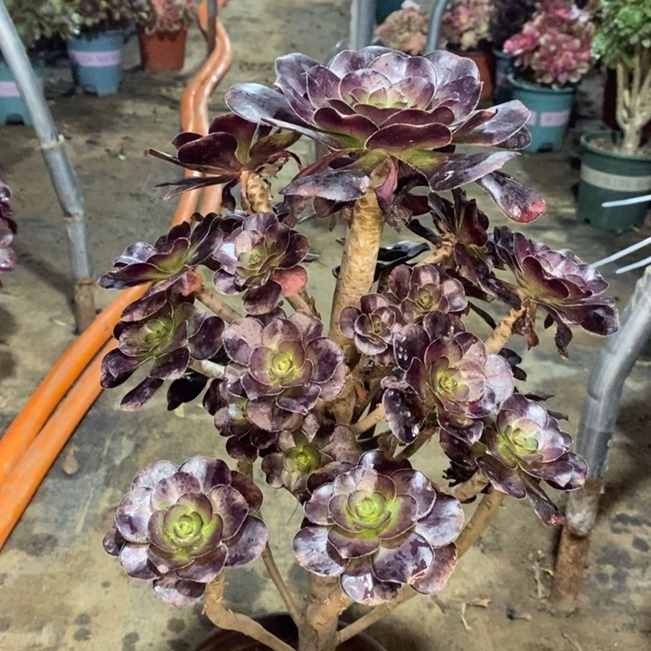 圆叶多肉植物56。