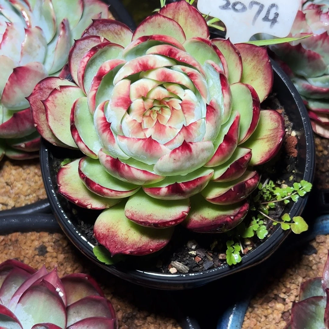 A***宝惊鸿仙子一物一拍2074号