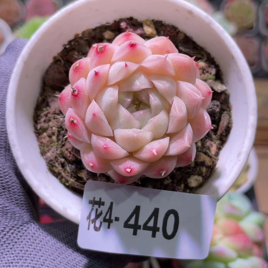 花利美4-440麦秆