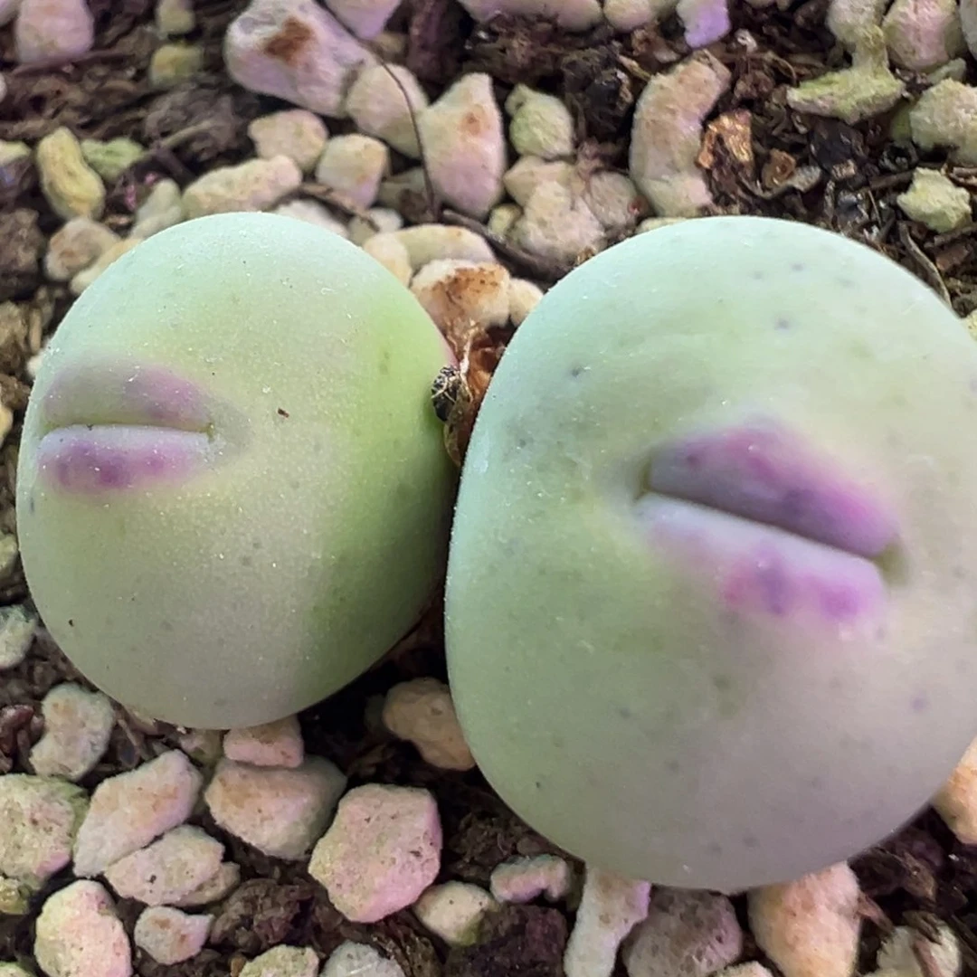 大型中毒嘴 肉锥植物