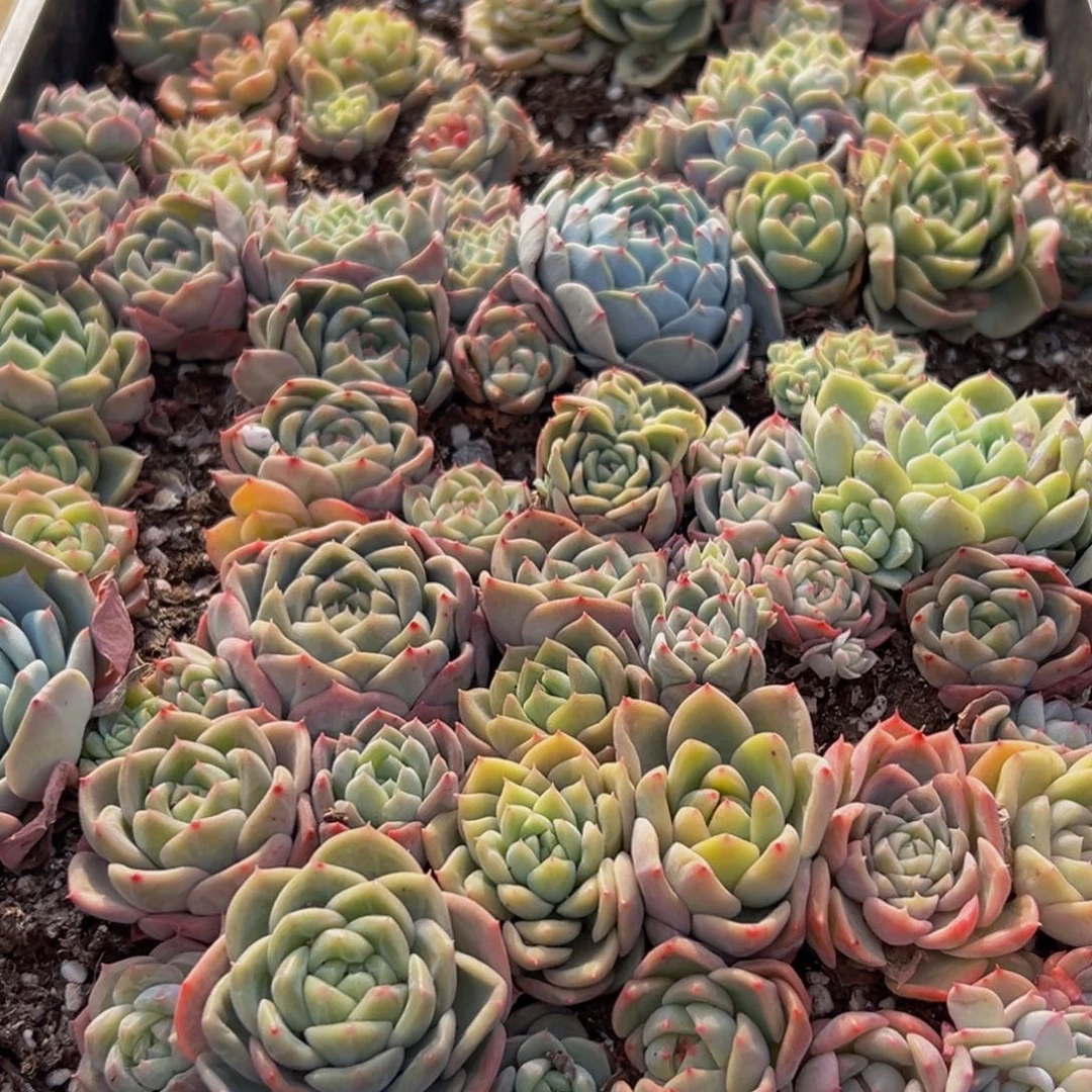 313多肉葡萄的味道是