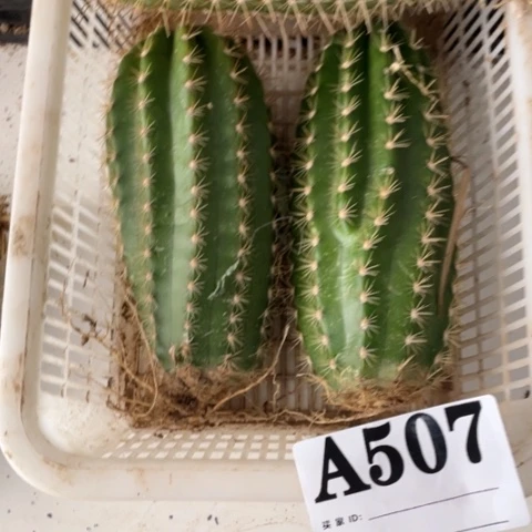 当前无花栽培后可以开花A507