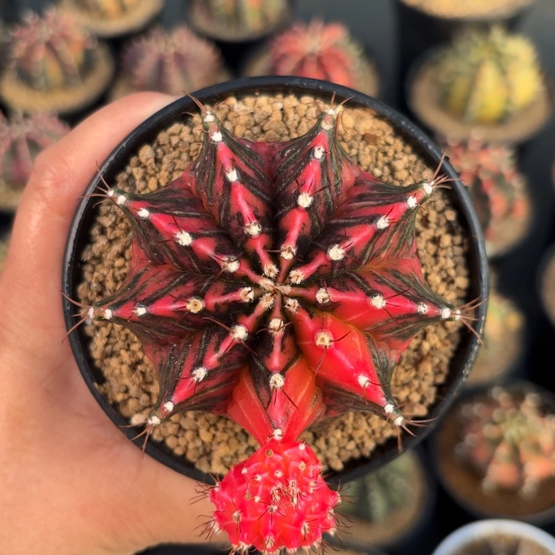 泰系米哈实生仙人球600