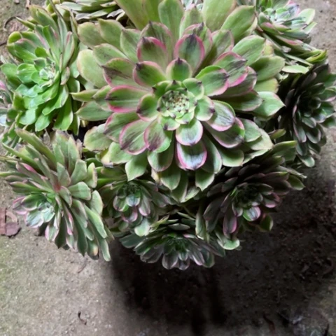 多肉植物花脸粉黛锦，