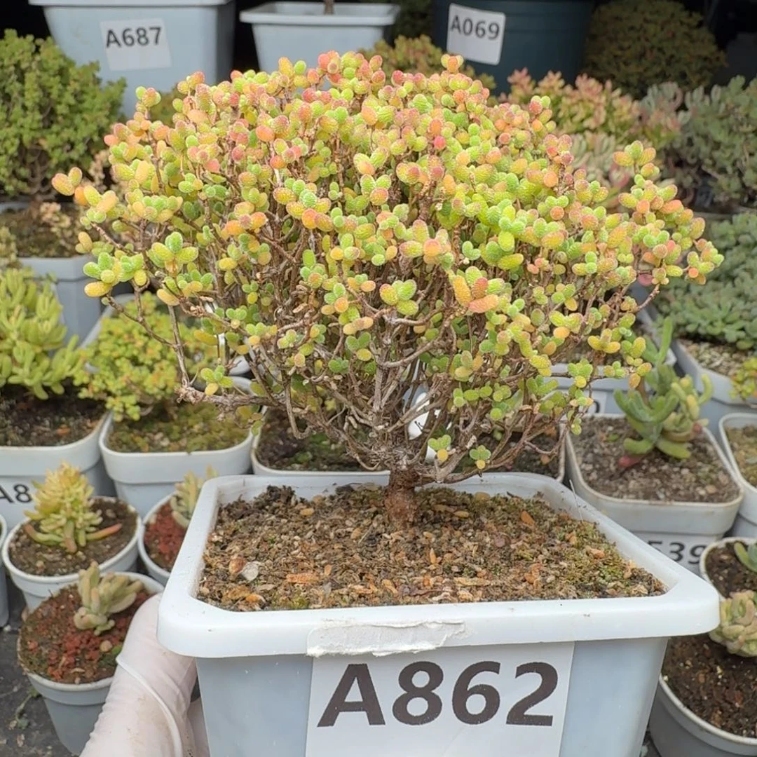 A862精控蜜橘整点福利