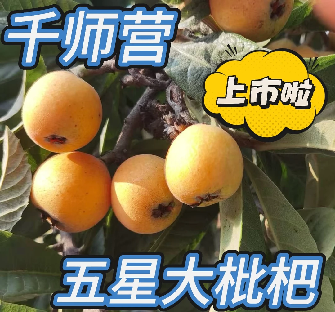 恩施五星枇杷中大果现摘现发当季水果农村露天种植