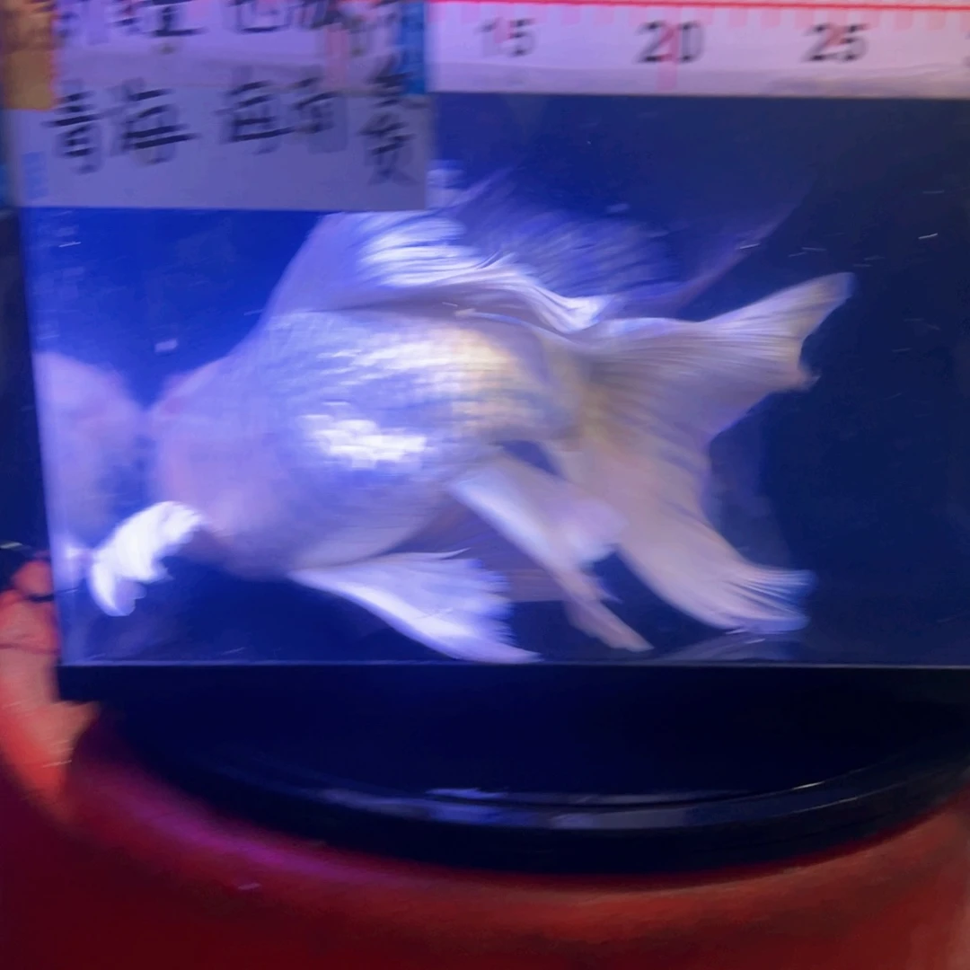 海水鱼信**好蝴蝶鲤包邮68微瑕