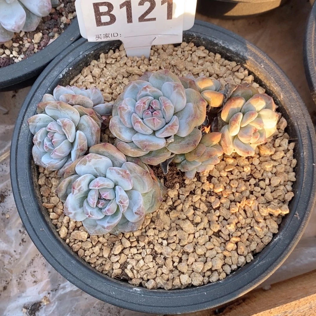 ****️121石榴籽呀呀呀呀