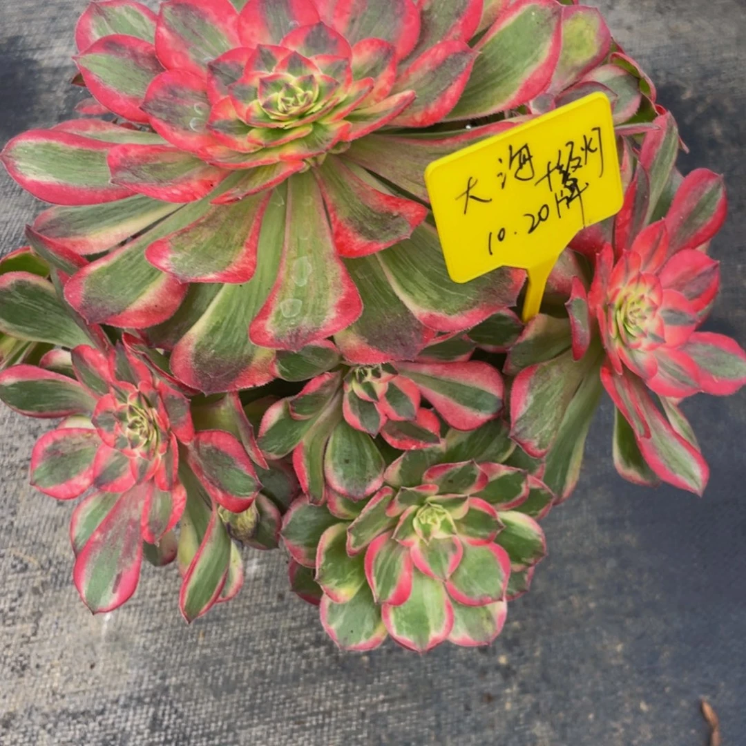 大***海十级灯牌888888888