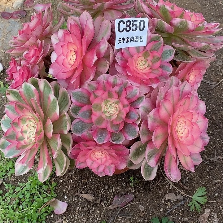 多肉植物倾城850多肉