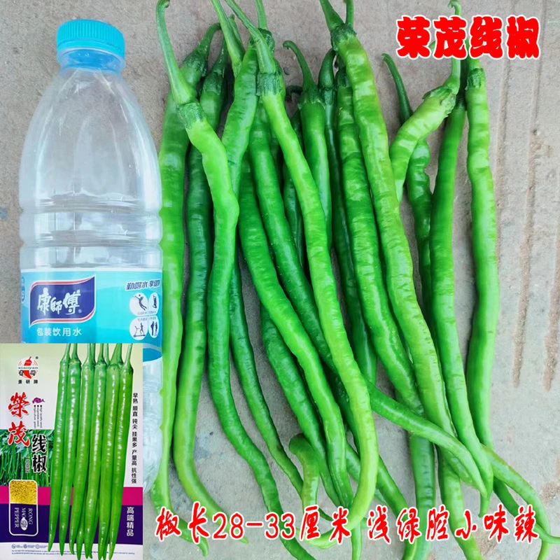 荣茂线椒种子早熟抗病高产浅绿皮高产顺直嫩绿型大田辣椒种孑包邮