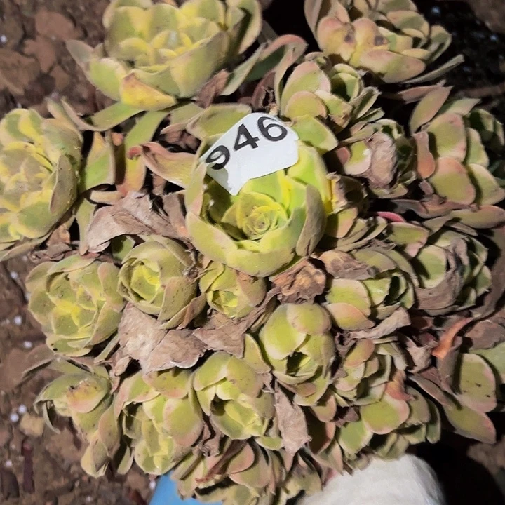 946男神多肉植物不售后