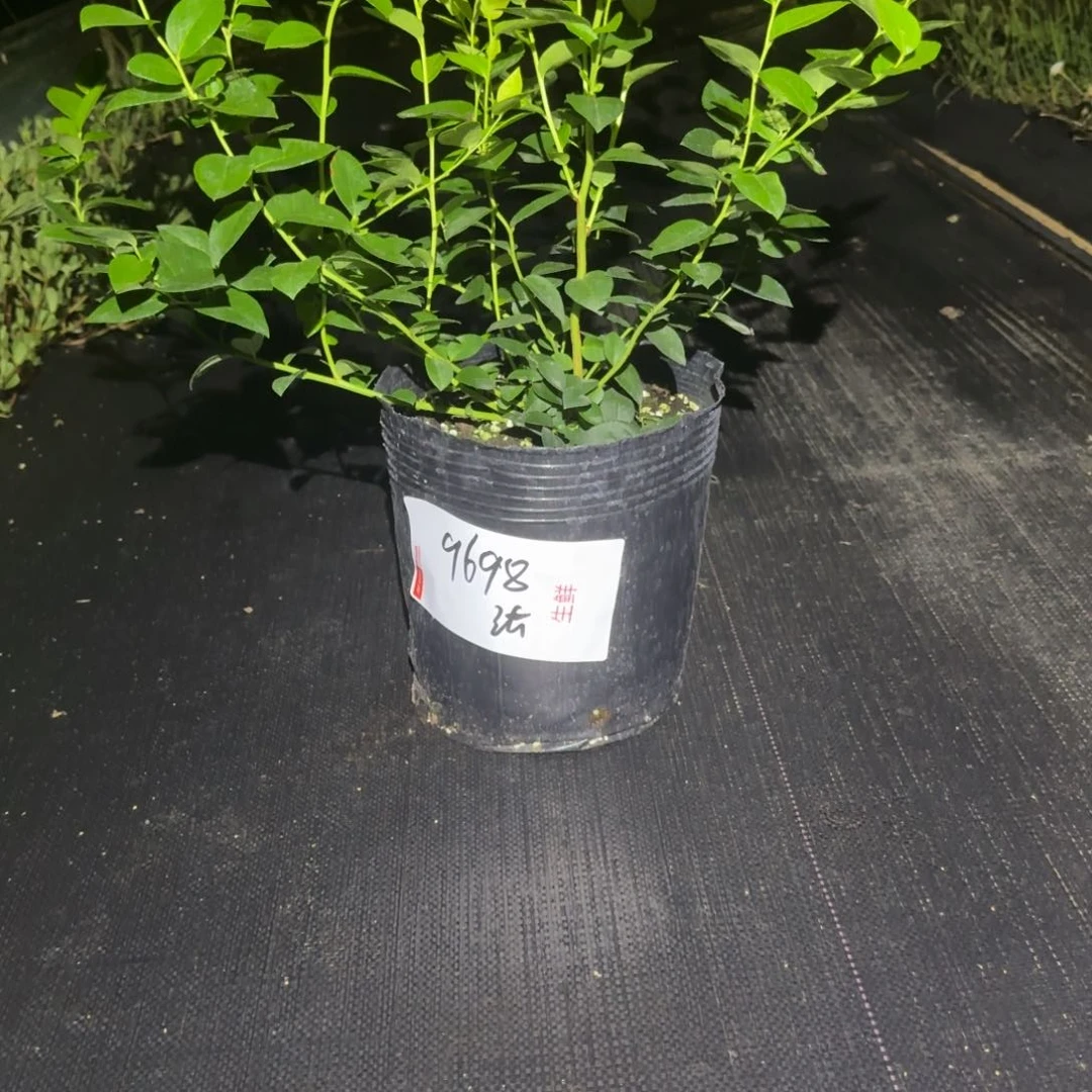 哈***哈大钵法新一物一拍9698