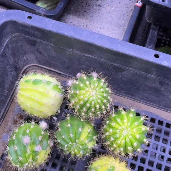 246丽花阳光明媚锦歪3公分左右无根侧牙，20包邮