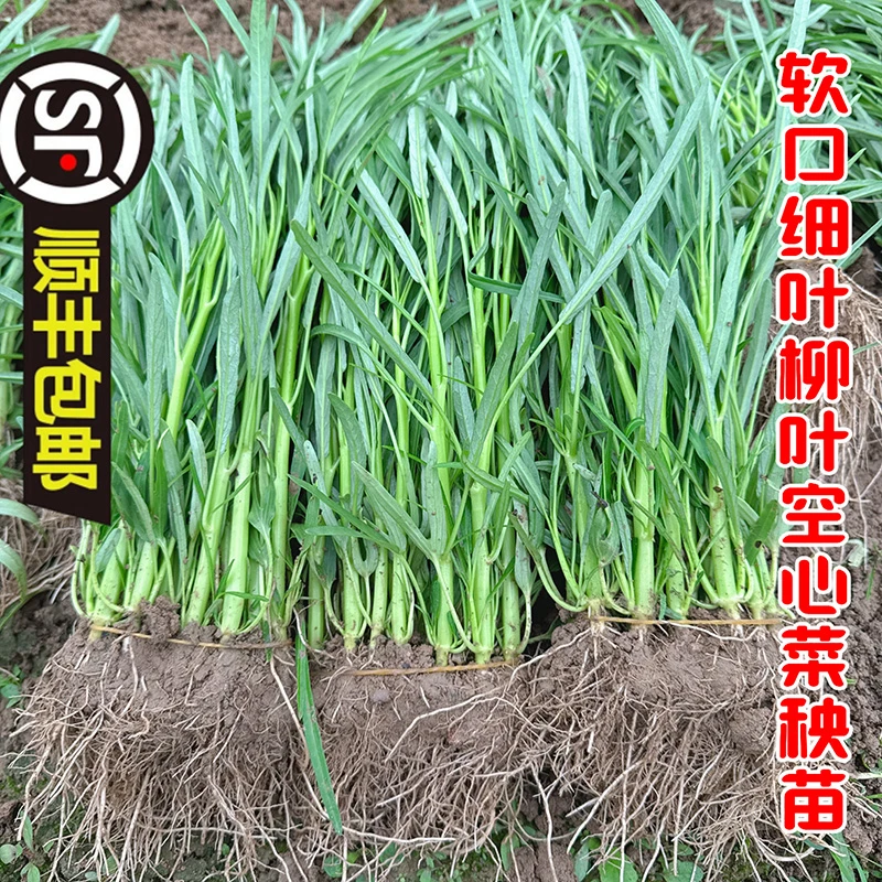 广西博白柳叶空心菜秧苗小叶竹叶阳台盆栽庭院蔬菜种植高产耐热子