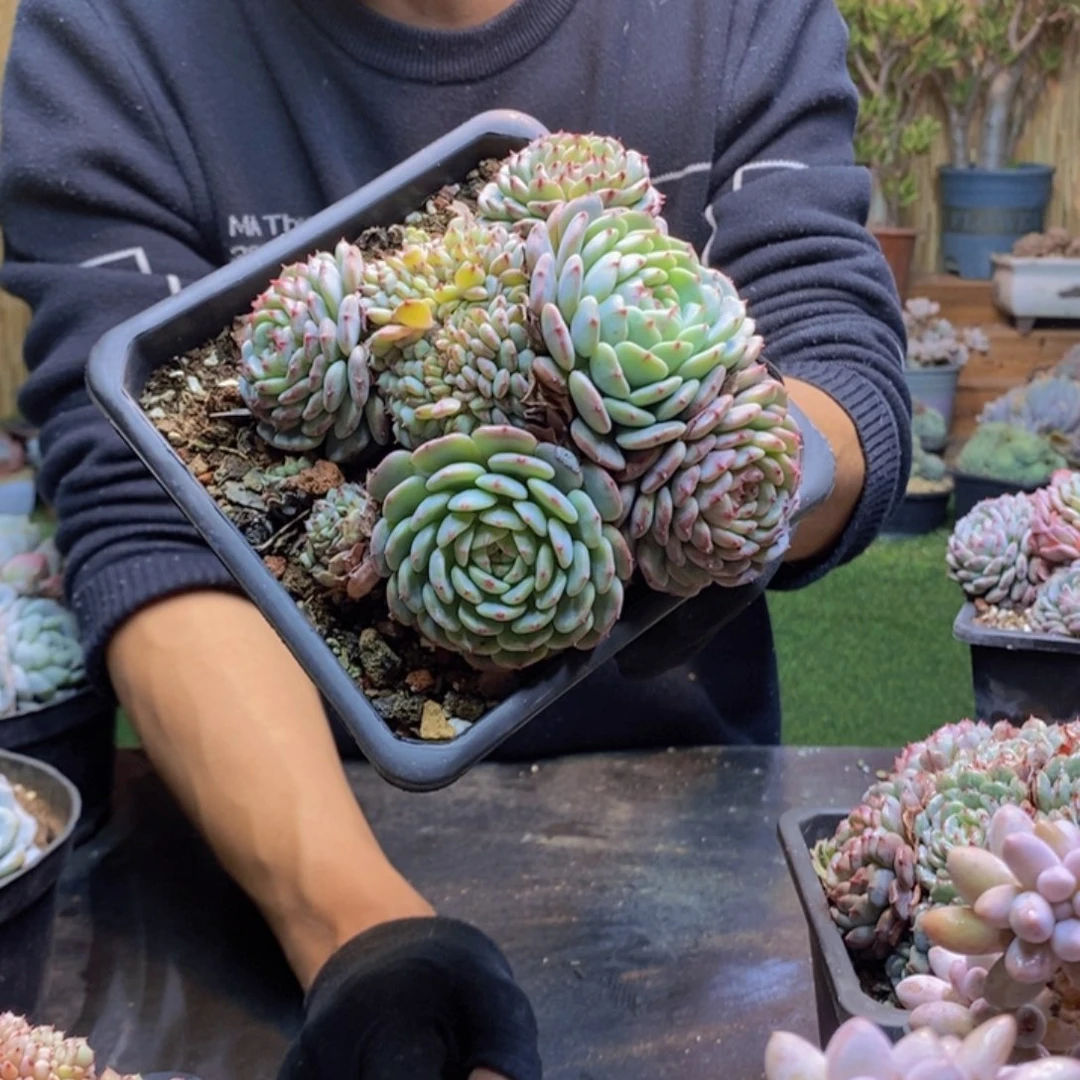 一****946 号白胖子缀化