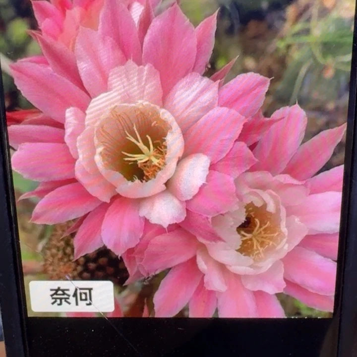 358金妞奈何歪4公分左右无根侧牙,20包邮