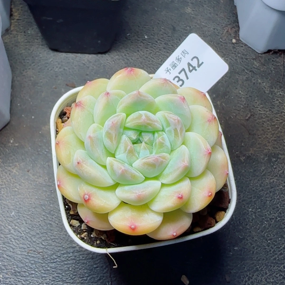 黄冰魄，3742多肉植物