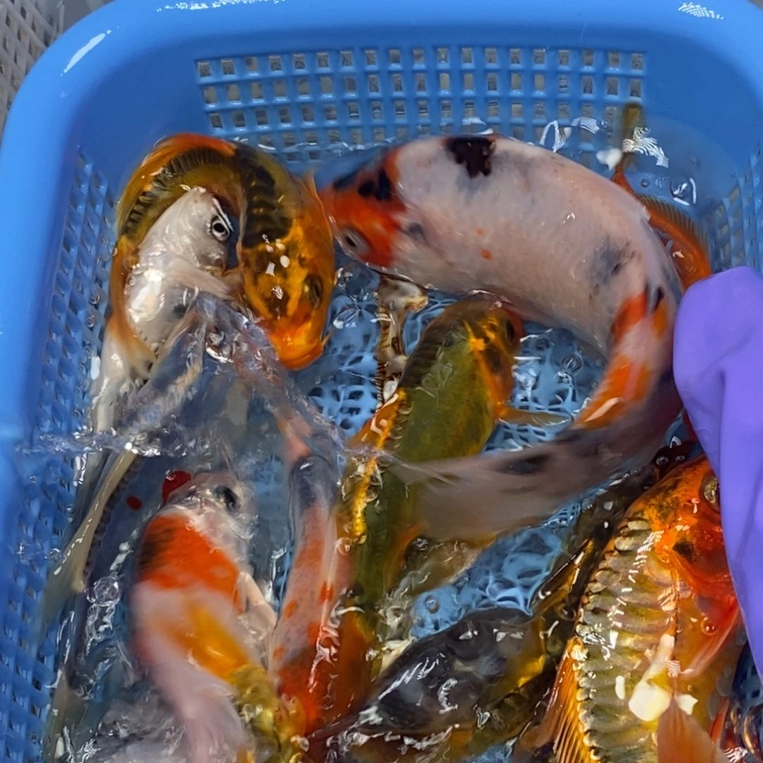 锦鲤冷水锦鲤包邮