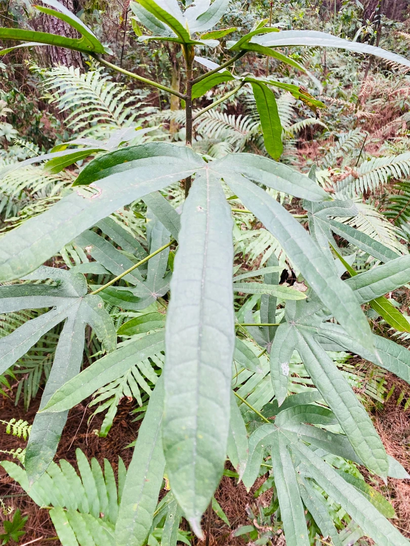 广西大苗山无硫五指毛头自然晾晒煮水煲汤