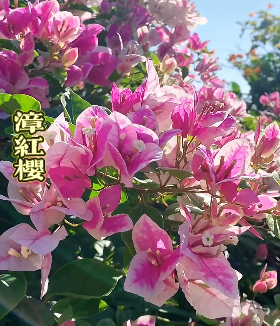 【漳红樱】 三角梅花卉勤花四季开花基地直发