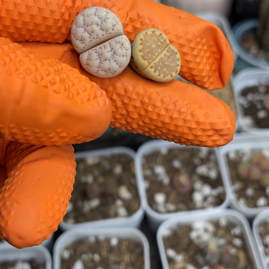 知***.多肉植物一物一拍种好发