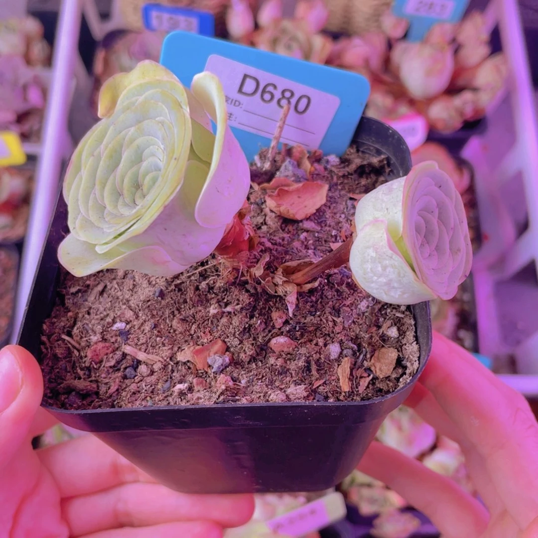 单品一物一拍680号山地玫瑰