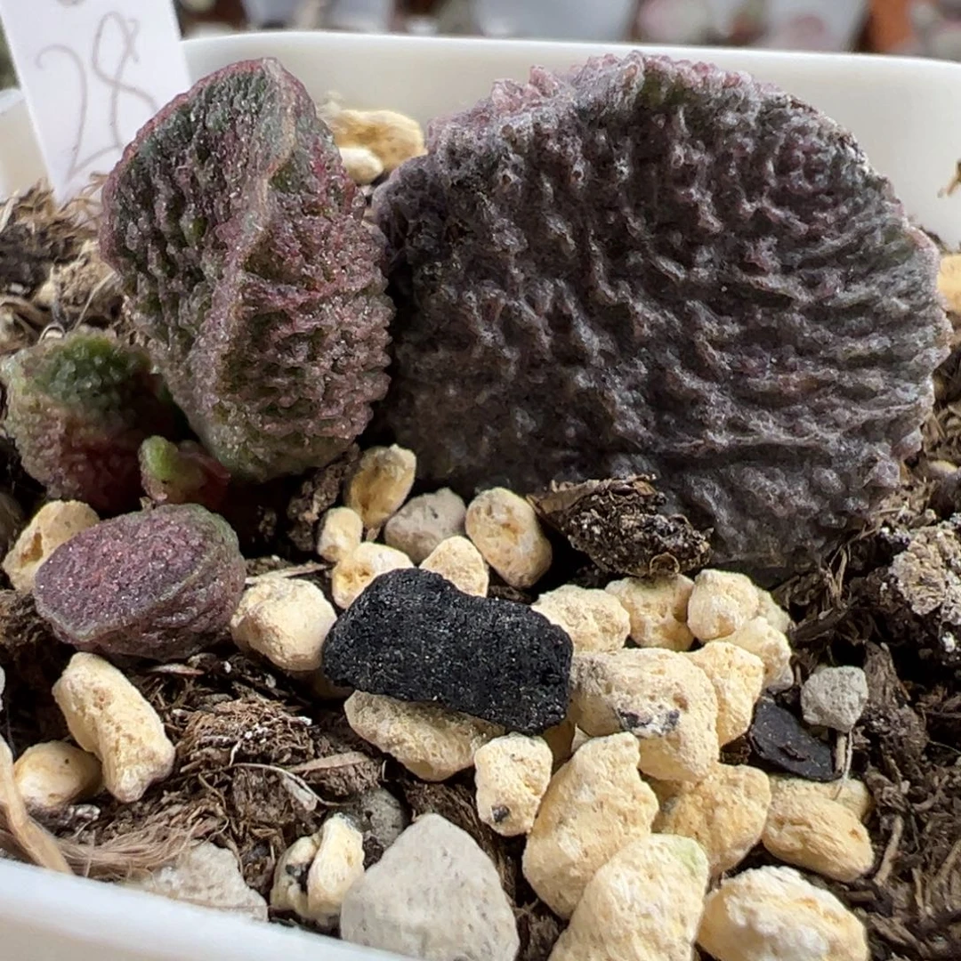 实生新品大苗多肉植物水泡
