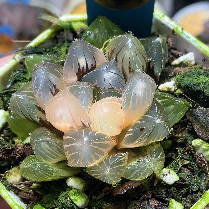 646赤线锦特选福利