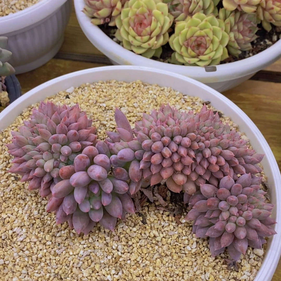 双十一场，11.10晚上