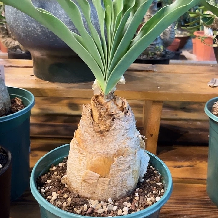 汤圆植物巨凤之卵