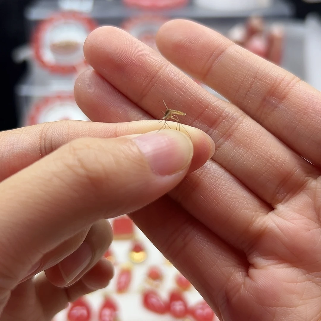 菱锰矿（红纹石）未镶嵌冬天的蚊子