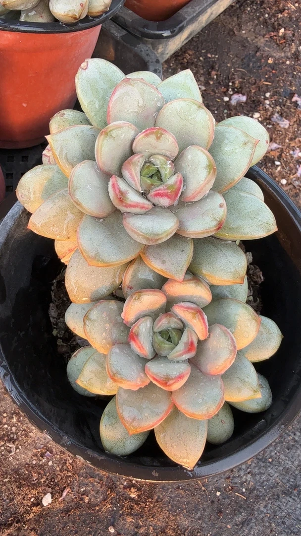 120双头葡萄（满9.9包邮）