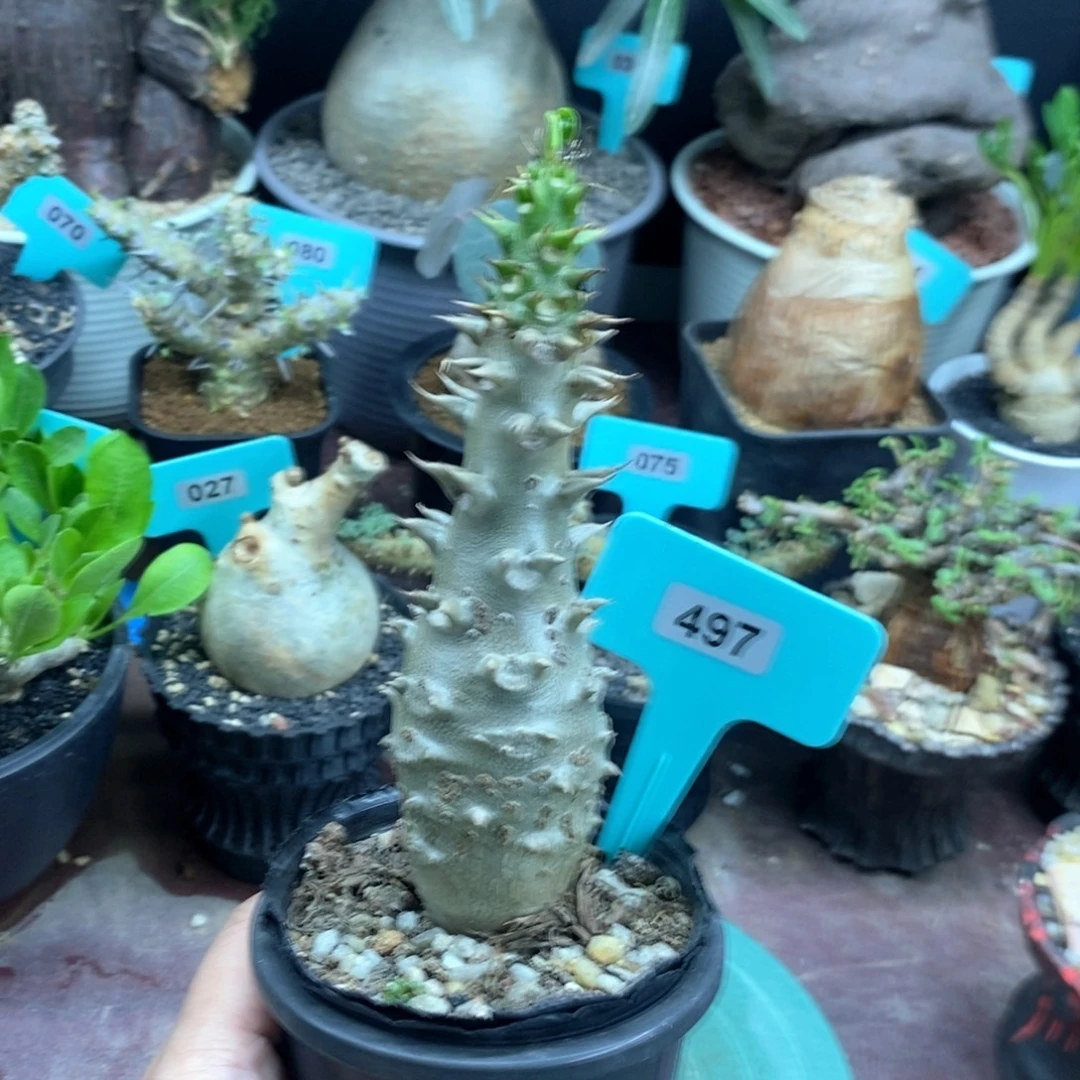温莎瓶杆多肉植物