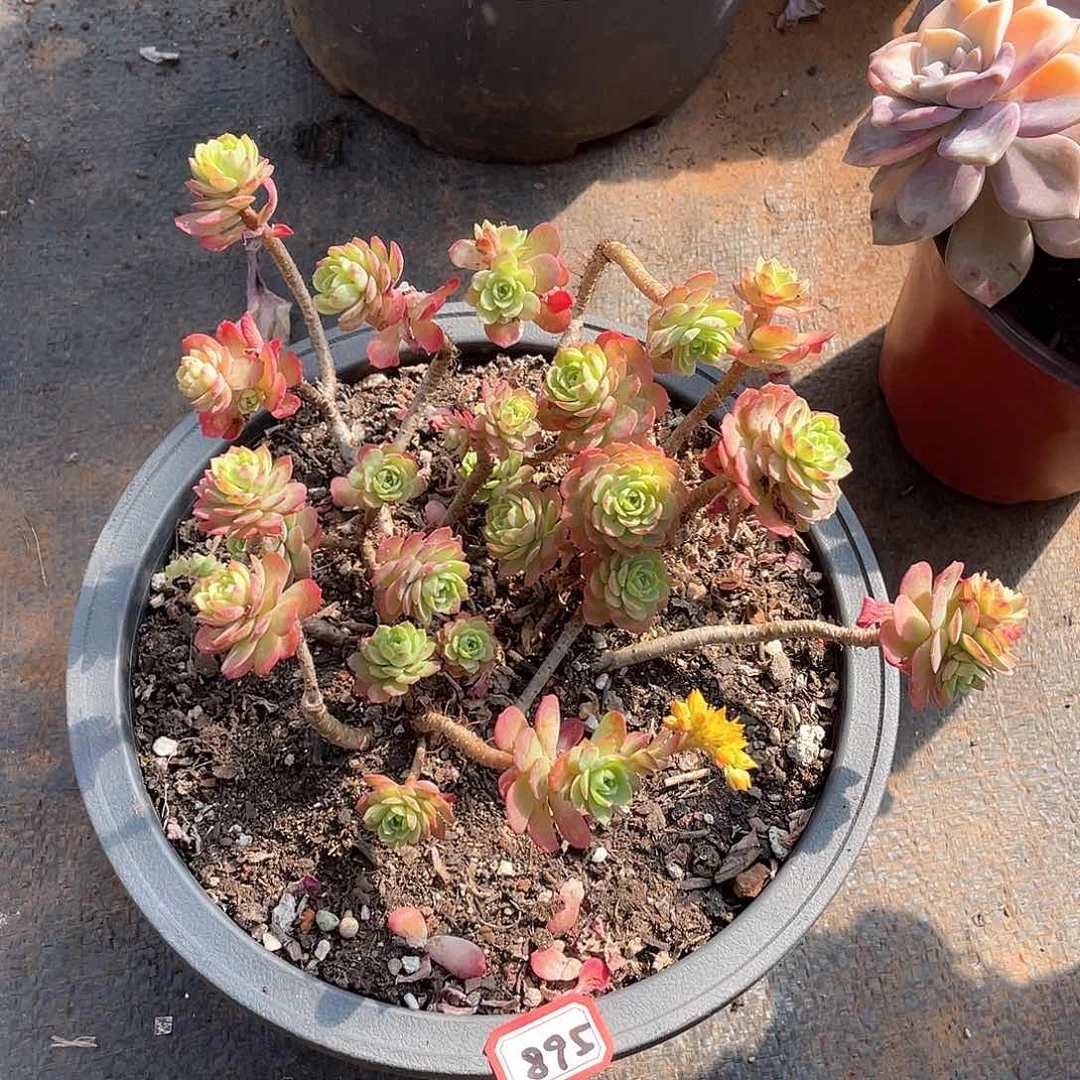 895单沙 一物一拍多肉