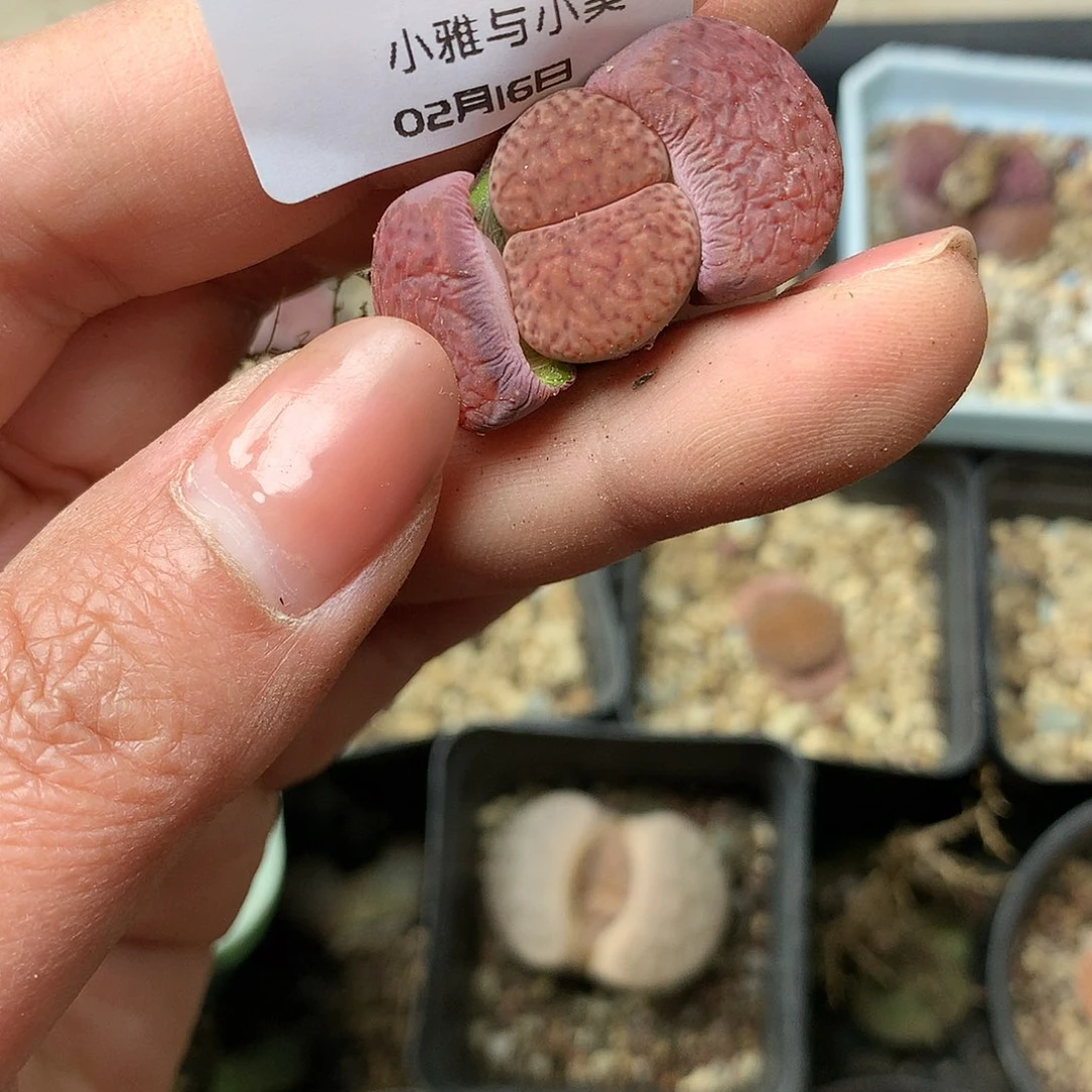 K772多肉植物保护