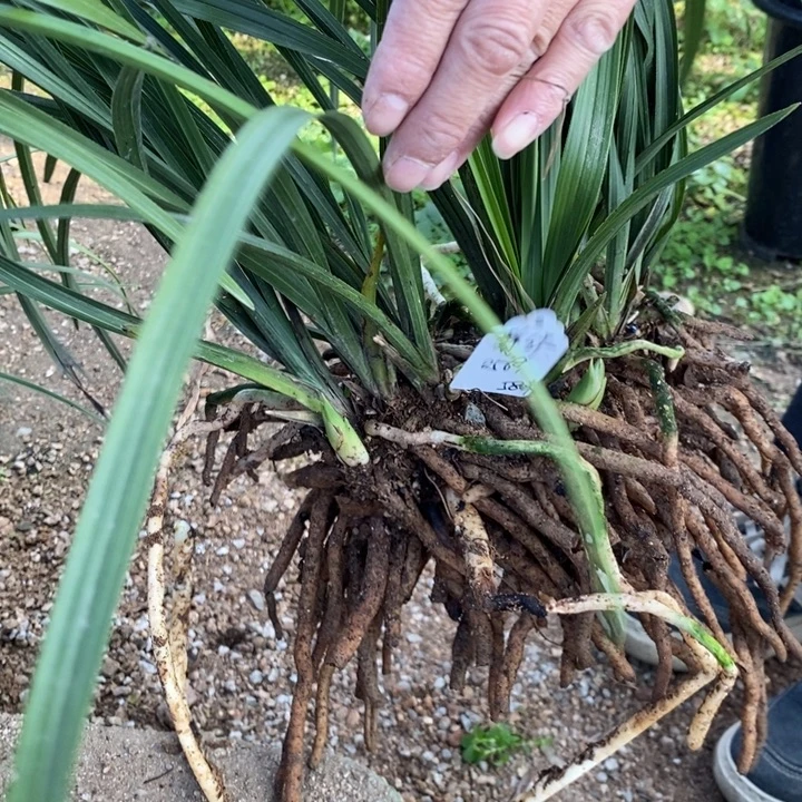 完全开放惠兰盆景一物一拍123