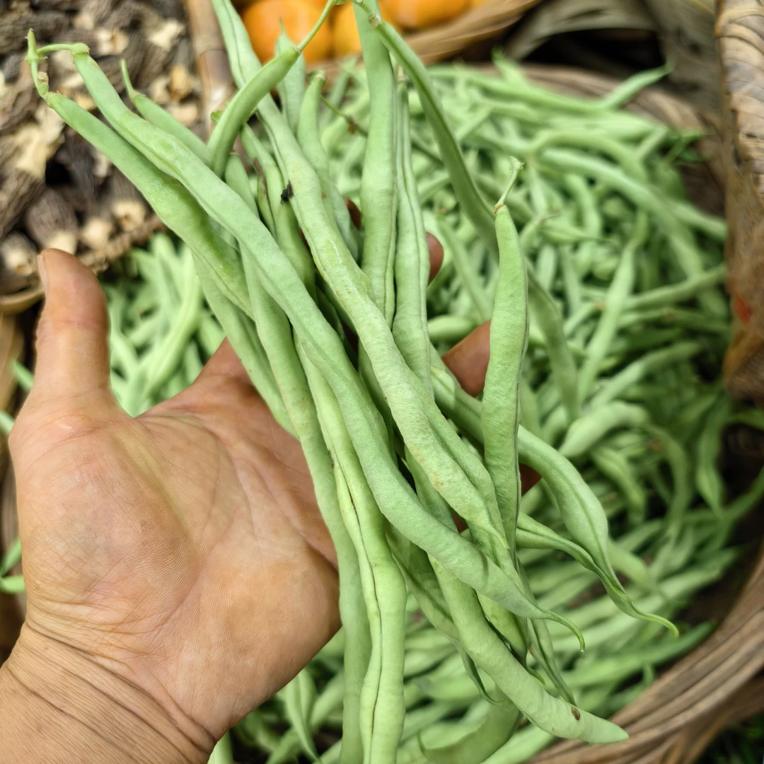 云南高山农户自种露天无茎豆