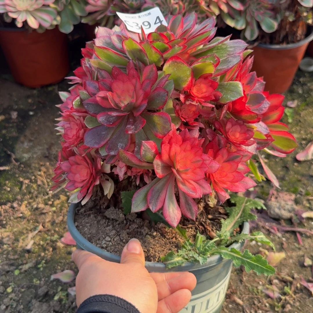394黑魔锦。多肉植物