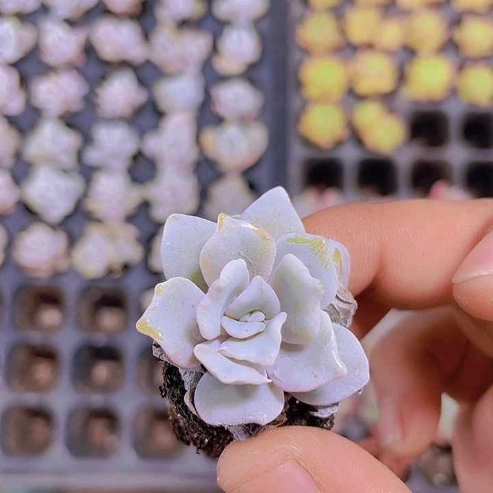 白饺子皮【满10颗包邮】