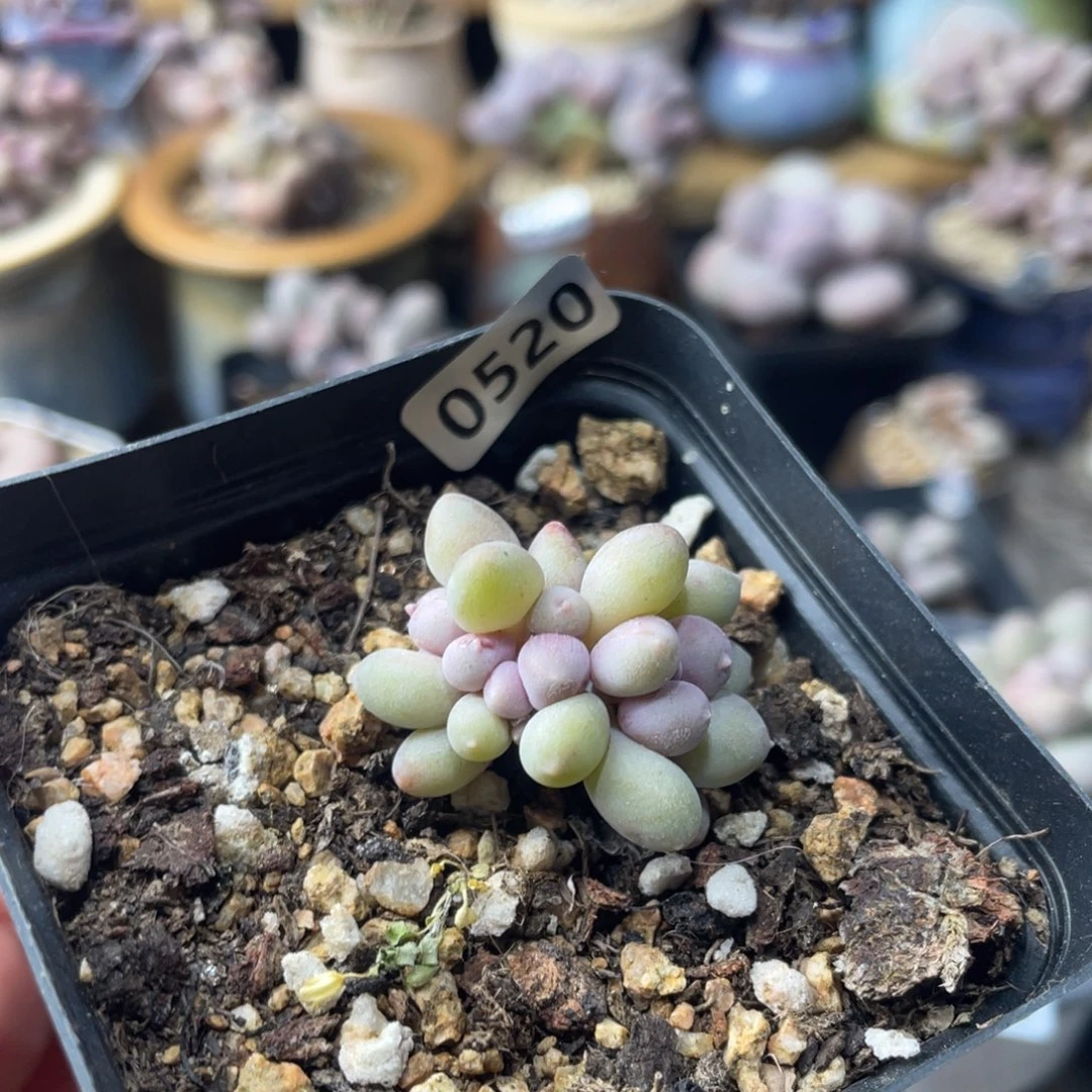 溜溜球奶酪朵朵缀多肉