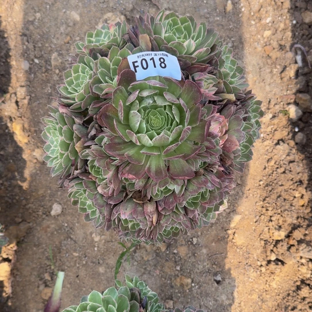 依*018万花筒寄养到秋上白盆