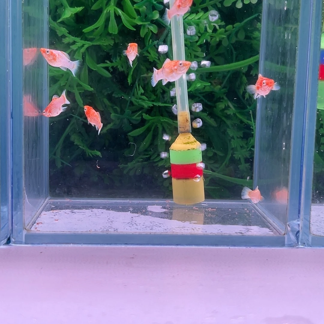 黑玛丽鱼252号玛丽苗子6+2备损