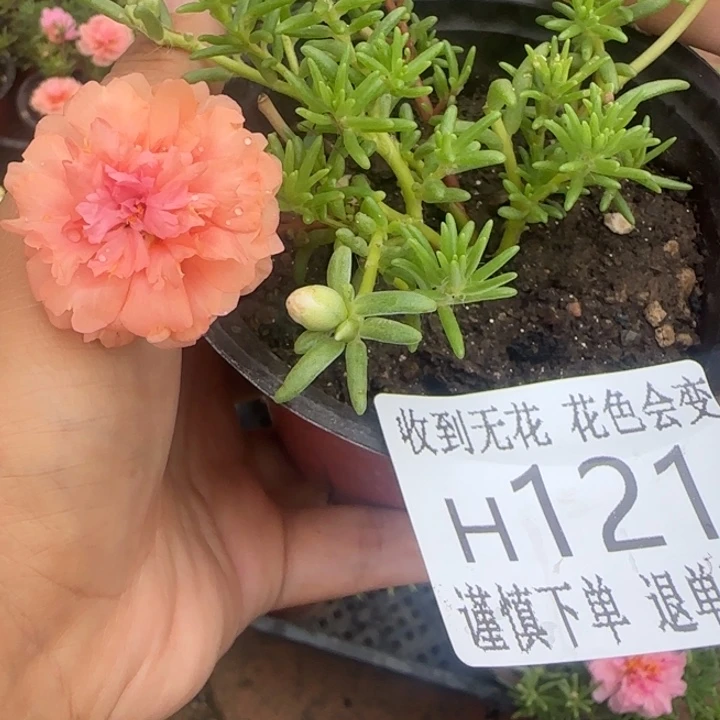无花朵H121超小苗盆口10cm可能有菜虫
